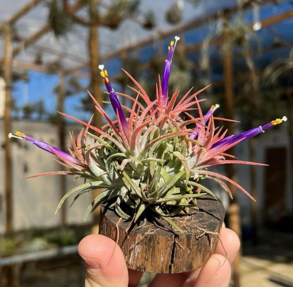 Tillandsia ionantha (Атмосферная тилландсия Ионанта)