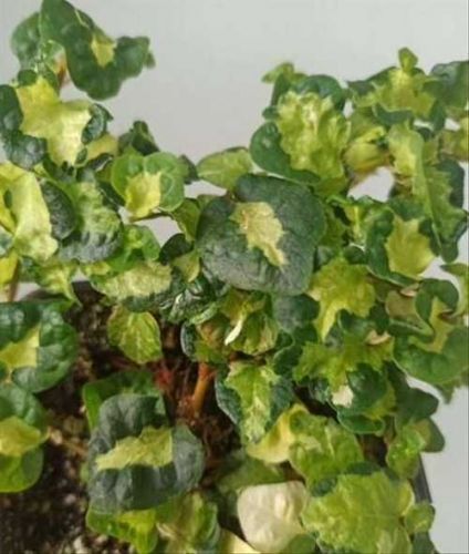 ФИКУС ПУМИЛА ТРИКОЛОР ВИШЕС