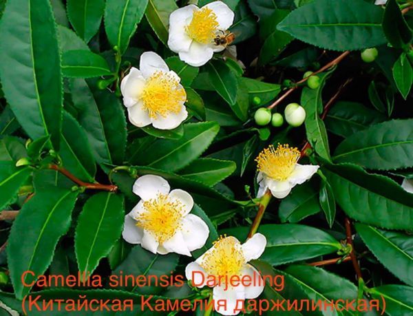 Camellia sinensis Darjeeling (Китайская Камелия даржилинская)