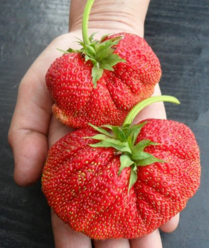 Клубника Гигантелла Максим