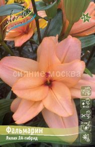 Лилия LA-гибрид махровакя ФАЛЬМАРИН (FALMARIN)12/14,1 шт