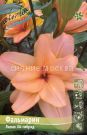 Liliya-LA-gibrid-mahrovakya-FALMARIN-FALMARIN-12-14-1-sht