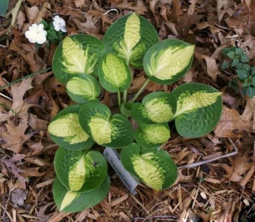 Хоста Warwick Comet