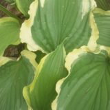 Tropical Dancer (Тропикал Денсер) ‘Тропическая танцовщица’