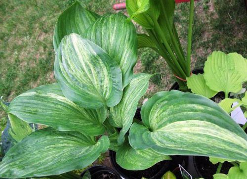 Хоста Stargate (Старгейт)