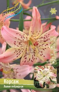 ​Лилия КОРСАЖ (CORSAGE), ОТ-гибрид 12/14, 1 шт