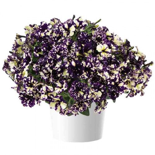 Петуния Splash Dance Violet Vogue с февраля