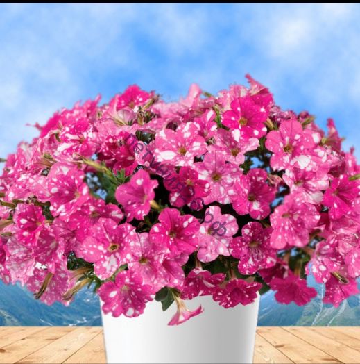 Петуния Splash Dance Rumba Rose с февраля