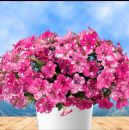 Петуния Splash Dance Rumba Rose с февраля