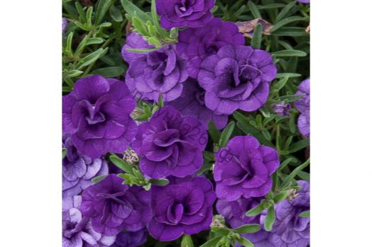 Калибрахоа MiniFamous Neo Double Blue