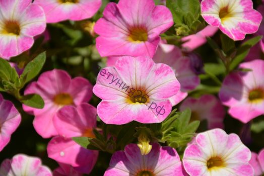 калибрахоа хамелеон пинк сорбет