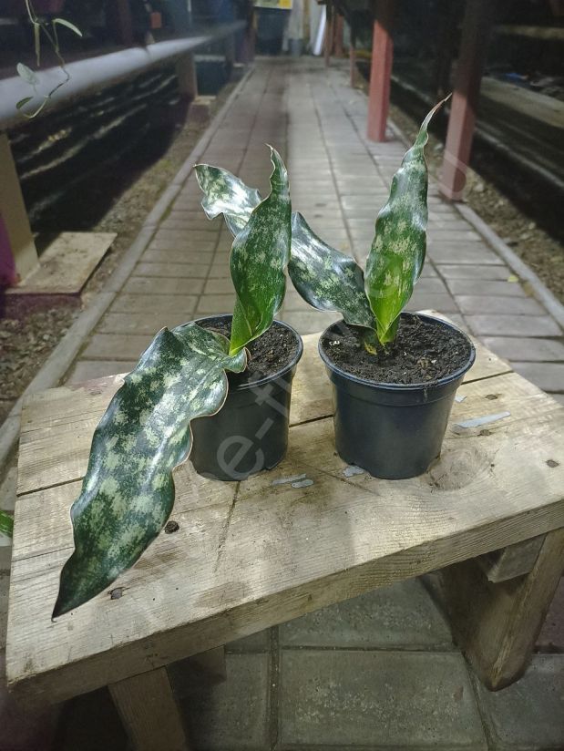 Сансевиерия Кирки Копертон Браун (Sansevieria Kirkii Coppertone brown)