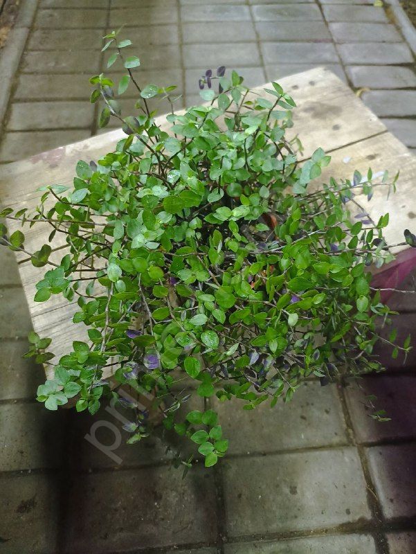 Каллизия мелколистная