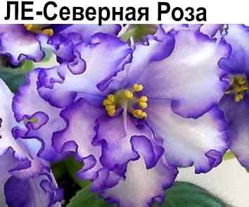 ЛЕ-Северная Роза (Лебецкая)