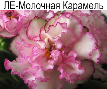 ЛЕ-Молочная Карамель (Лебецкая)