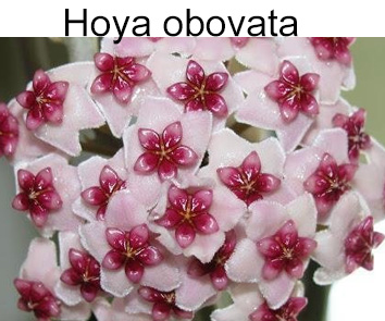 Хойя obovata