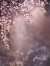 Фон стена "Flowers №8"