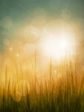 Фон стена "Grasswall1"