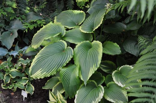 Bridal Falls ( Брайдал Фоллс)