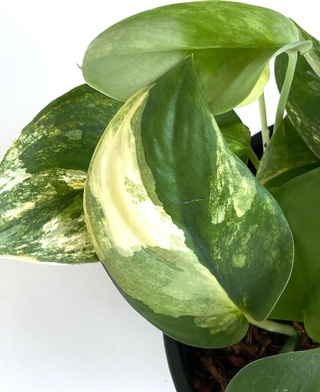 Scindapsus Jade Satin Variegated