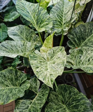 Philodendron Giganteum Variegata