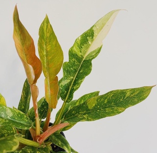 Philodendron RING OF FIRE