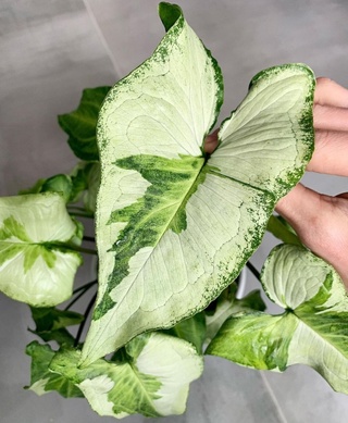 THREE KINGS Три Короля