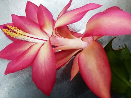 Шлюмбергера Frony Orssichiana