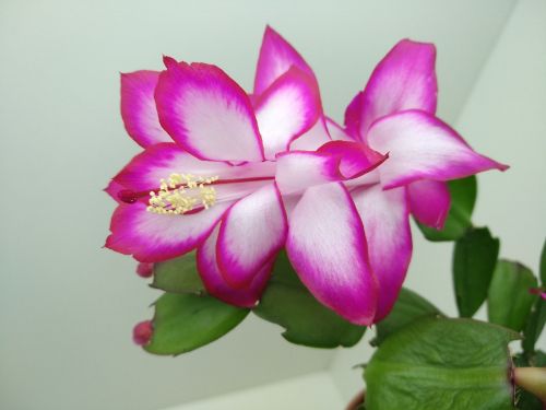 Шлюмбергера Thor Hiro