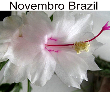 Шлюмбергера Novembro Brazil