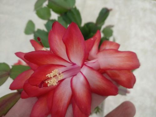 Шлюмбергера Ice Dancer Orssichiana