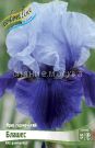 IRIS-GeRMANSKIJ-BLASheS-BLUSHES-1-sht