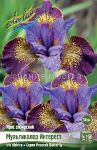 IRIS-SIBIRSKIJ-MULTIKOLOR-INTeReST-MULTICOLOR-INTEREST-1-sht