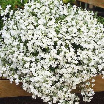 Лобелия еринус ампельная (Lobelia erinus) Regatta White, 100 мультидраже
