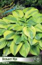 HOSTA-VeLVeT-MUN-VELVET-MOON-1-sht