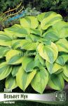 HOSTA-VeLVeT-MUN-VELVET-MOON-1-sht
