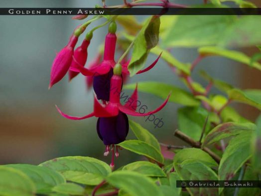 Фуксия Golden Penny Askew