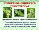 Успокаивающий при неврозах , истерии, страхе