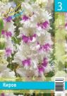 GLADIOLUS-KIROV-KIROV-10-12-3-sht