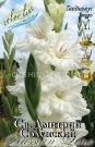 GLADIOLUS-SV-DMITRIJ-SOLUNSKIJ-ST-DIMITRY-SOLYNSKI-10-12-3-sht