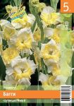 GLADIOLUS-BAGGI-BUGGY-10-12-3-sht