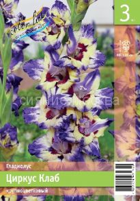 ГЛАДИОЛУС ЦИРКУС КЛАБ (CIRCUS CLUB) 10/12 3 шт
