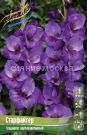 GLADIOLUS-STARFAJTeR-STARFIGHTER-10-12-8-sht