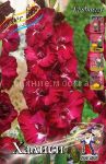 GLADIOLUS-HALISI-KHALEESI-10-12-8-sht