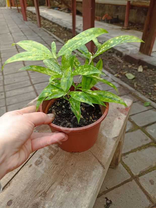 Драцена Годсефа