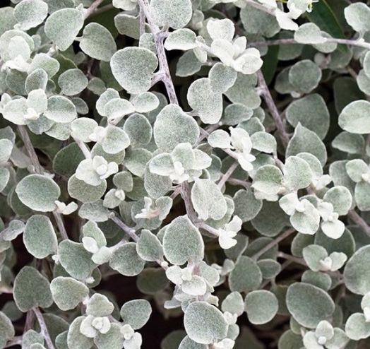 Гелихризум черешковый