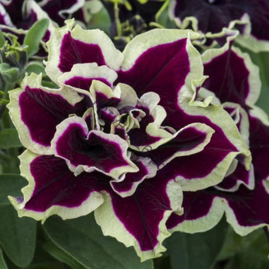 Petunia TUMBELINA Superstar