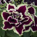 Petunia TUMBELINA Superstar