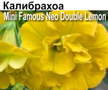 Калибрахоа Mini Famous Neo Double Lemon