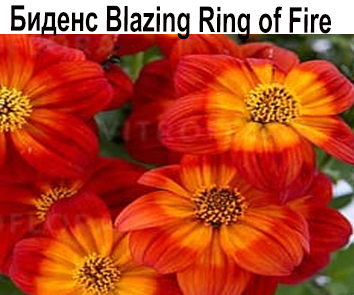 Биденс Blazing Ring of Fire
